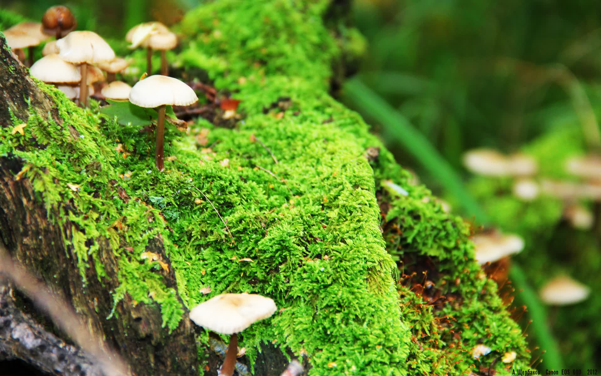 世界排球联赛:替补轮换与高强度训练并重,世界排球超级联赛